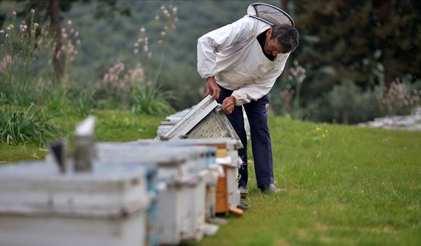 "Yalancı bahar" ve zirai ilaç kullanımı arı ölümlerine yol açıyor