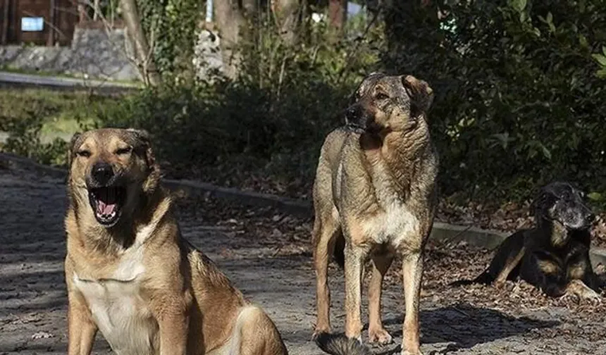 Sahipsiz köpekleri site dışına çıkaranlara verilen ceza iptal edildi