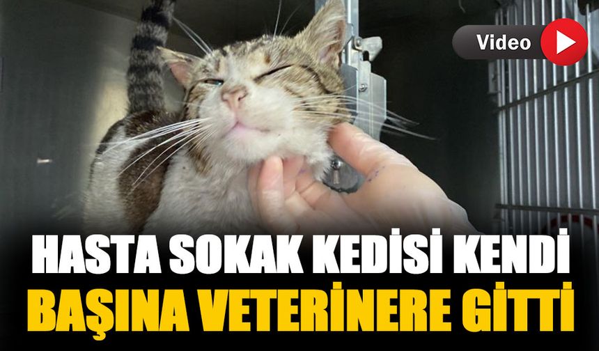Zonguldak'ta hasta kedi veterinere gitti-İzle