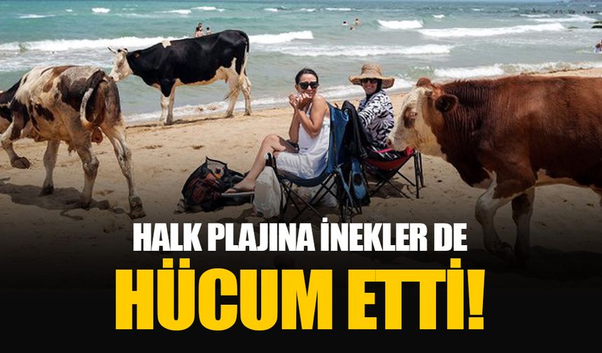 Halk plajlarını dolduran vatandaşlara inekler eşlik etti