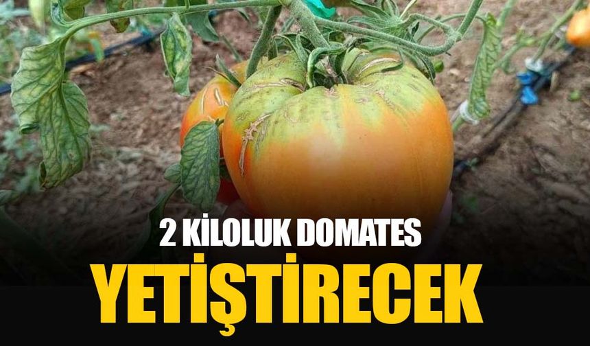 Bu yılki hedefi 2 kiloluk domates yetiştirmek