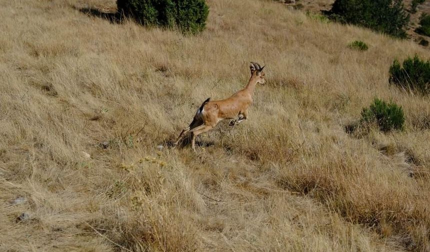 Kazankaya Kanyonu’na 5 dağ keçisi daha salındı