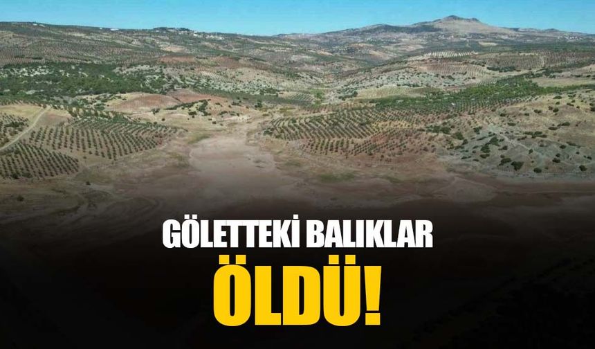 Su seviyesi düşen gölette oksijensiz kalan yüzlerce balık böyle telef oldu