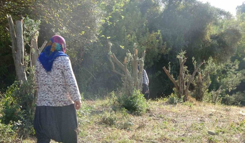 Andırın'da kadınlara karşı soyunup tartışan şahsın zeytin ağaçlarını kestiği iddia edildi