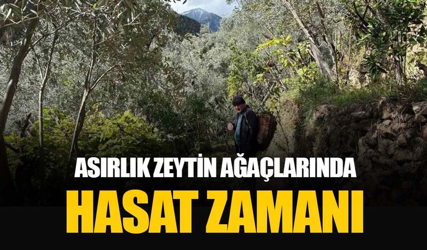 Artvin’de asırlık zeytin ağaçlarından hasat başladı