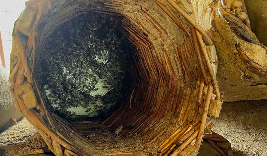 Meşhur Bitlis karakovan balının hasadı böyle yapıldı