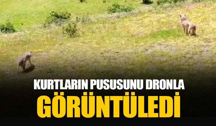 Kurtlar sürüye: Dronlu çoban da kurtlara pusu attı-İZLE