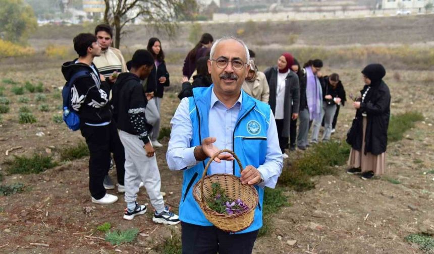 Balıkesir’de botanik bahçesinde ilk safran hasadı yapıldı