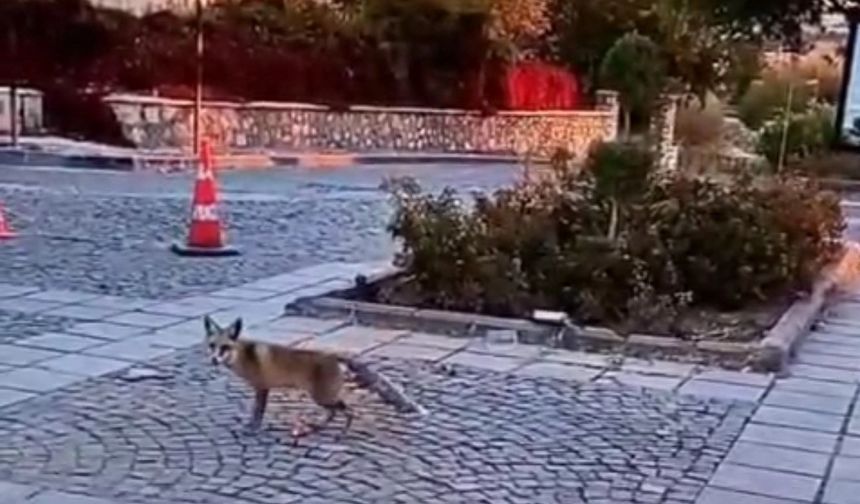 Elazığ’da tilkiler şehir merkezini mesken tuttu