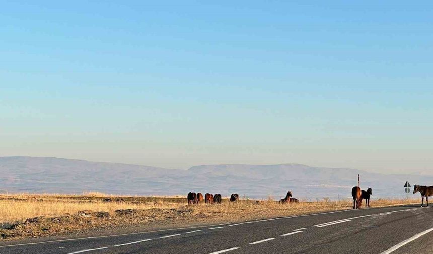 Kars'ta başıboş atlar tehlike saçıyor