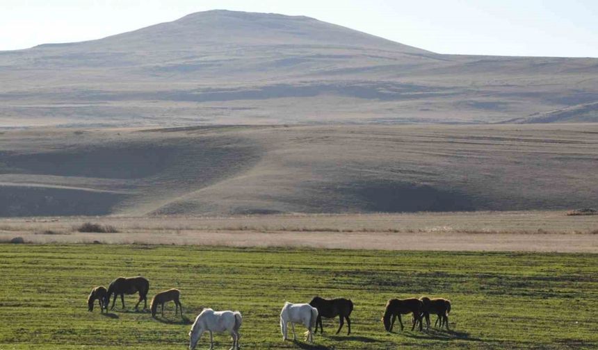 Kars’ta yılkı atları böyle görüntülendi