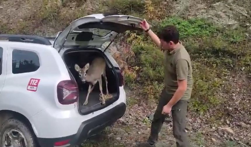 Kastamonu’da tedavileri tamamlanan yaban hayvanları yeniden doğaya salındı