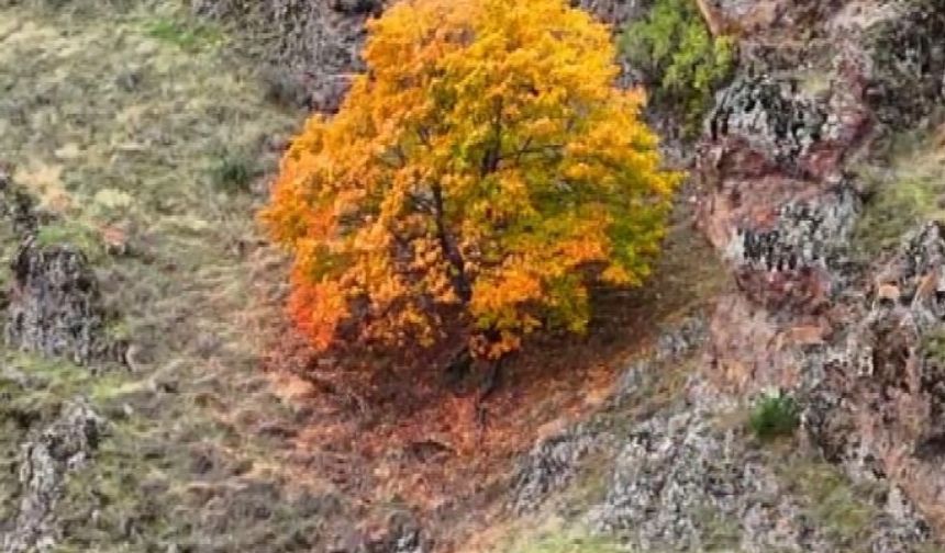 Koruma altındaki yaban keçileri ile ayı dron kamerasında