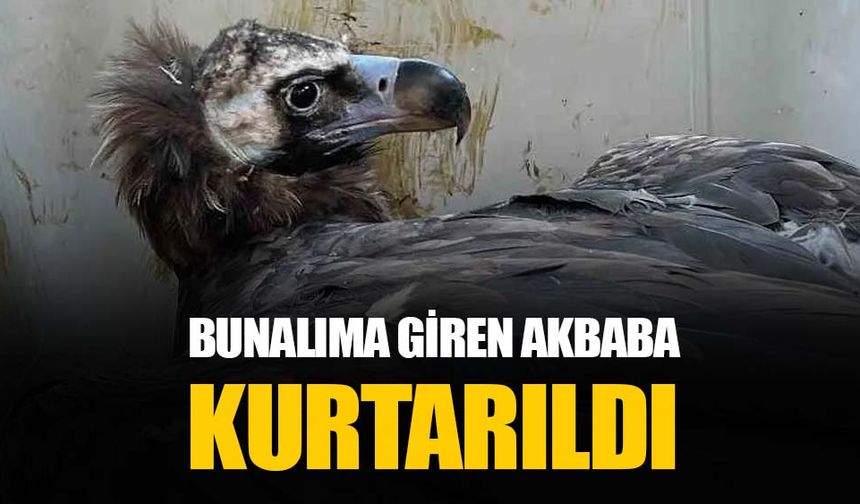 Bunalıma giren akbaba rehabilite edilerek kurtarıldı ve doğaya salındı