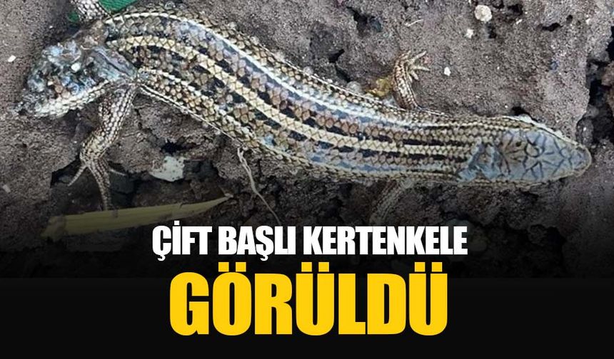 Adıyaman’da çift başlı kertenkele görüldü