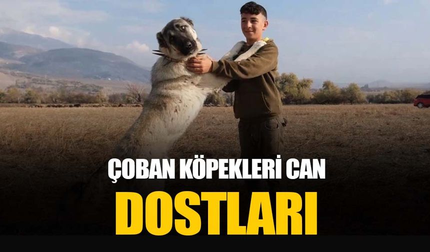 Çoban köpekleri çobanların en güvendiği dostları