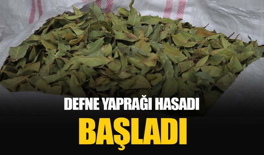 Osmaniye’de defne yaprağı hasadı başladı