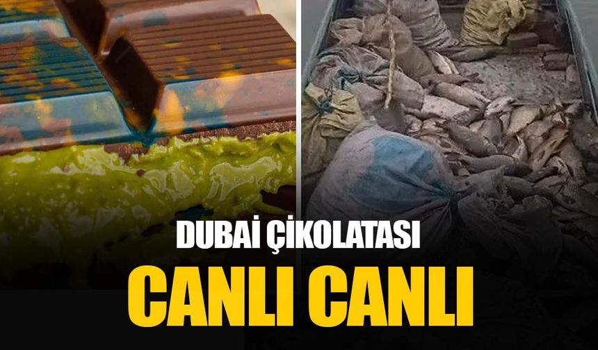 Trakyalı balıkçılar tuttukları balığa Dubai çikolatası benzetmesi yaptı