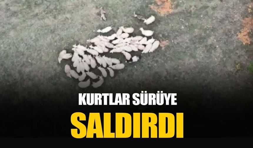 Kurtların koyun sürüsüne saldırısı böyle görüntülendi