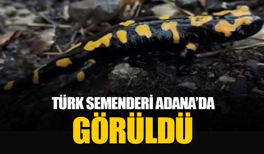 Adana Pozantı'da nesli tükenmekte olan ’semender’ görüldü