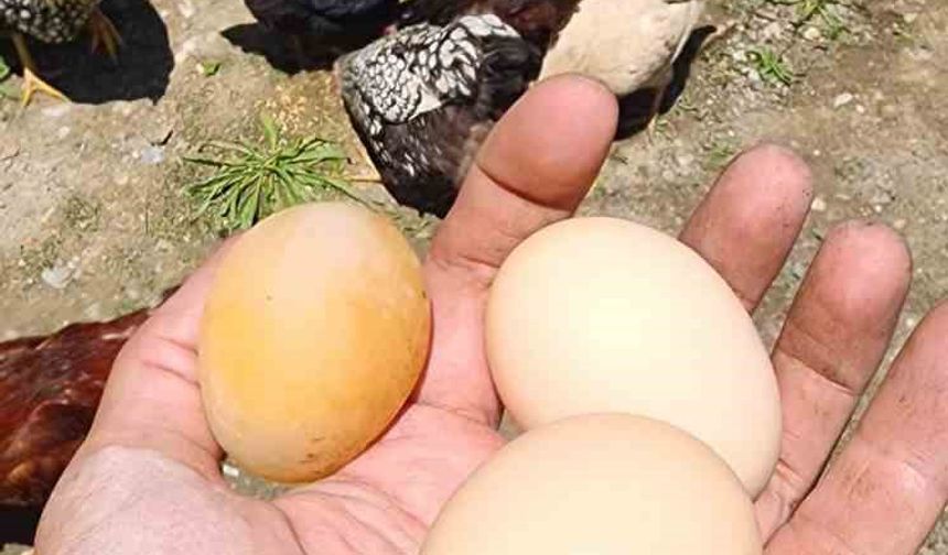 Elazığ'da tavuk kabuksuz yumurta çıkardı: Şoke oldular