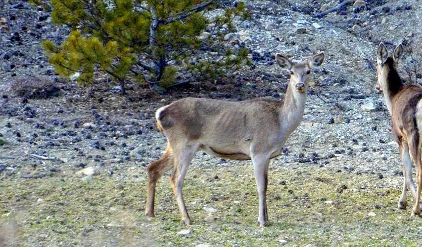 Erzincan’da iki kızıl geyik havadan görüntülendi