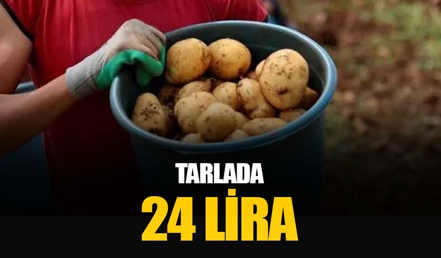 Tarlada kilosu 22-24 lira: Adana’da patates hasadı başladı eskiler Azerbaycan'a gönderildi