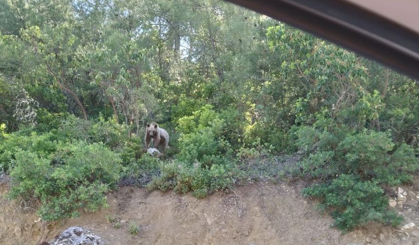 Bilecik’te rahat tavırlarıyla dikkat çeken ayı sürücüleri şaşırttı