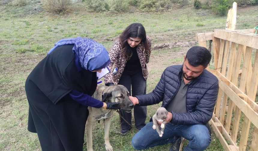 Yozgat'ta kamyonetin kasasında asılı duran köpeği sahibi: Yavrusu için endişelenen köpek atlamak istedi