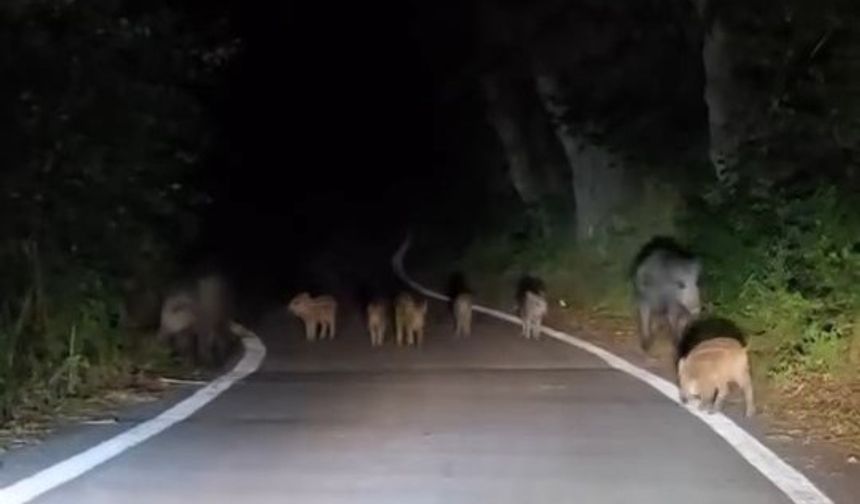 Elazığ’da domuz sürüsü yola indi