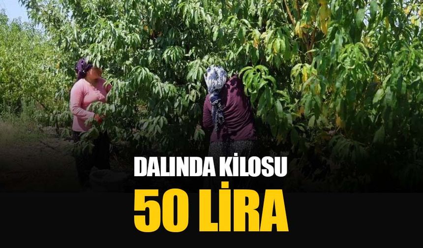 Dalında kilosu 50 lira: Adana Kozan'da şeftali hasadı başladı
