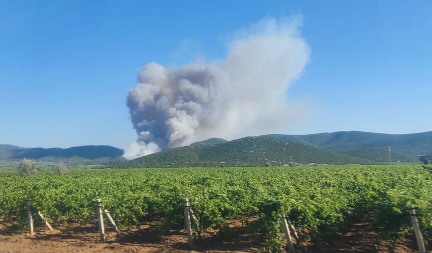 Manisa Saruhanlı ilçesinde orman yangını çıktı
