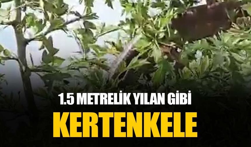1 buçuk metrelik kertenkele görenleri ürküttü: Yılana benzerliğiyle dikkat çekti