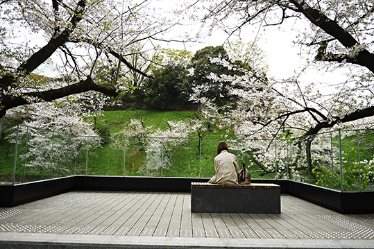 Tokyo'da mart sonunda açan "sakura" çiçekleri