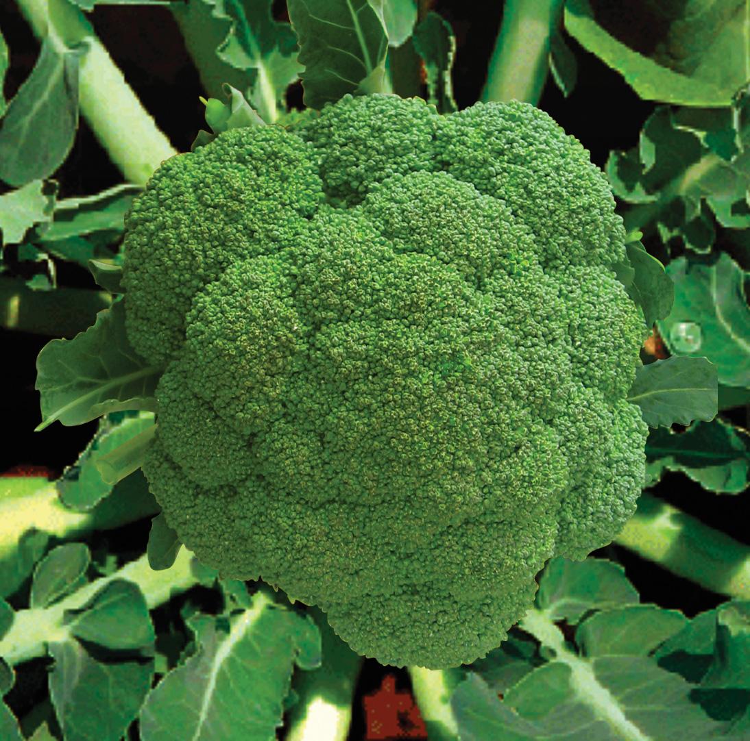 brokoli-diyet-ittifak