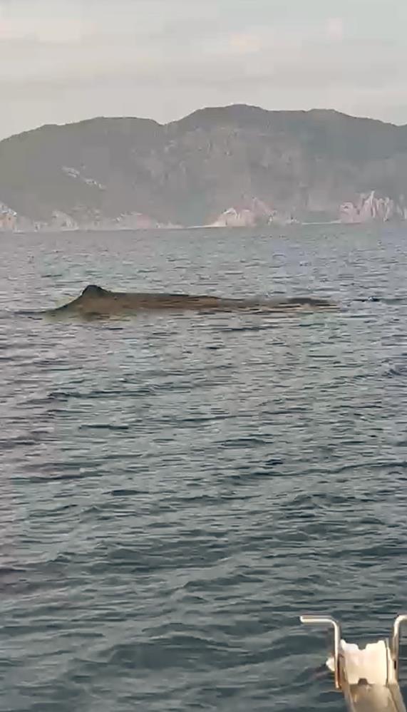 mamaris balina  (2)