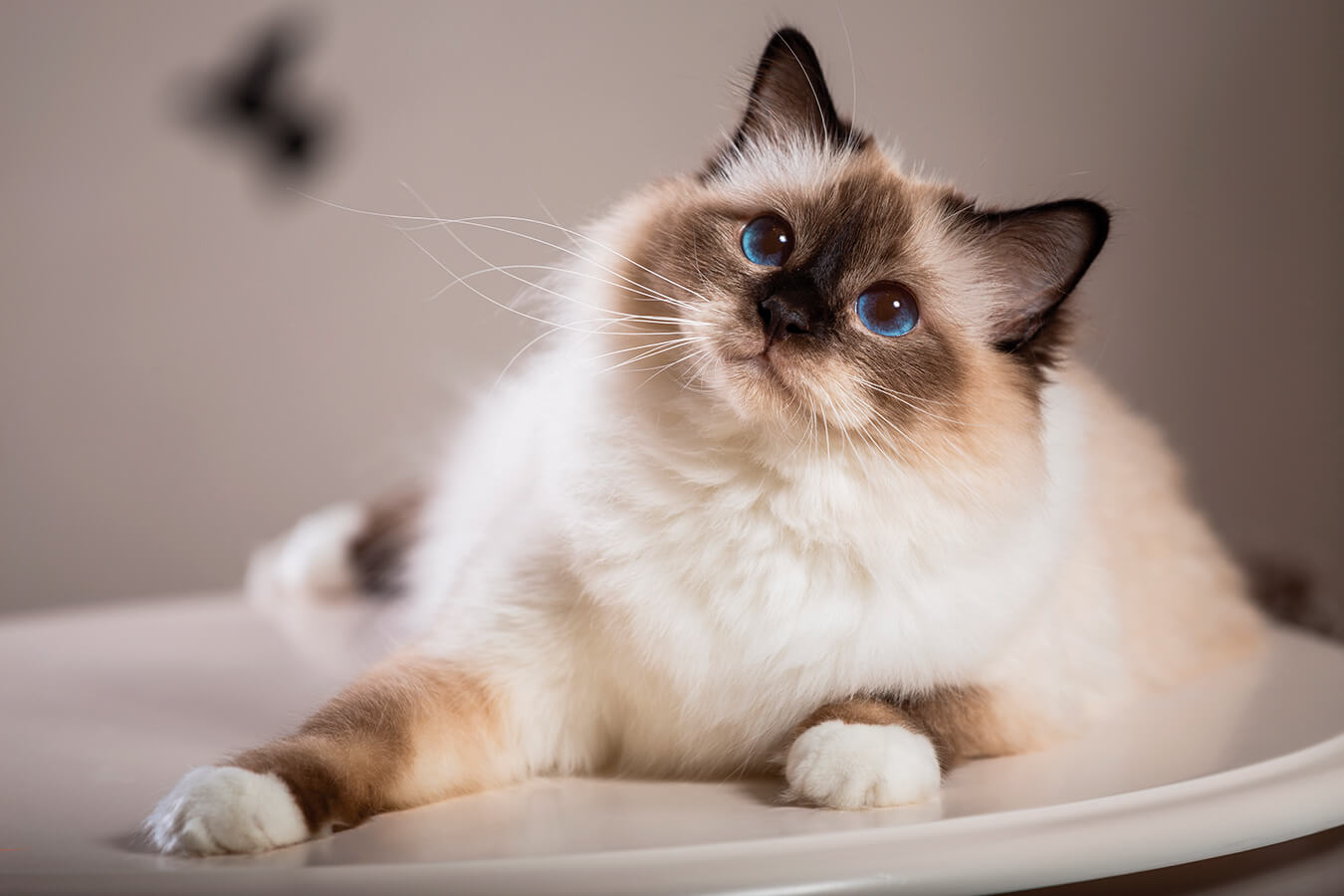 Birman