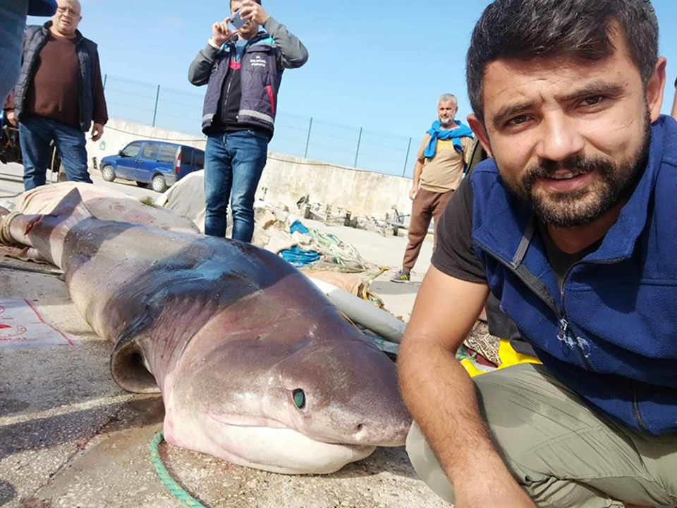 köpekbalığı haber içi