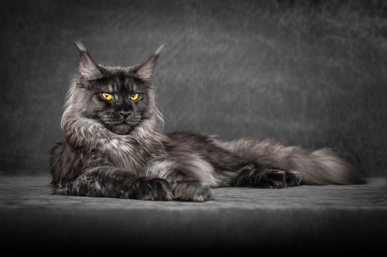 Maine Coon