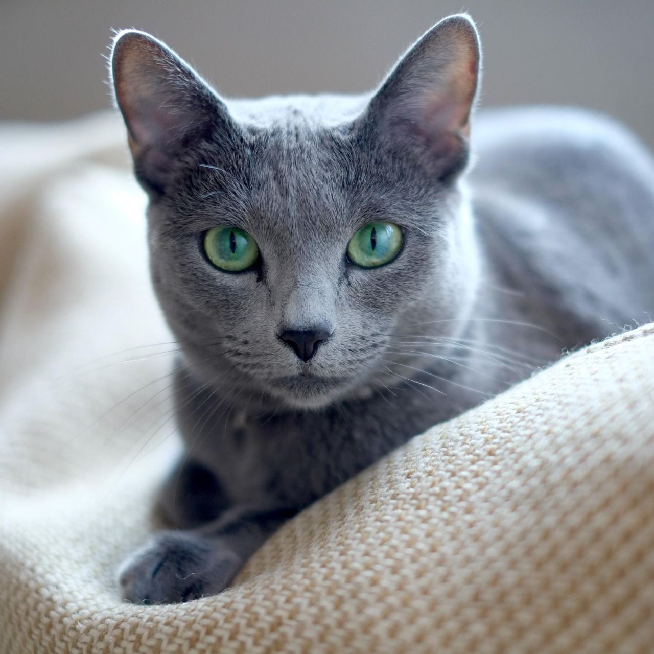 Russian Blue