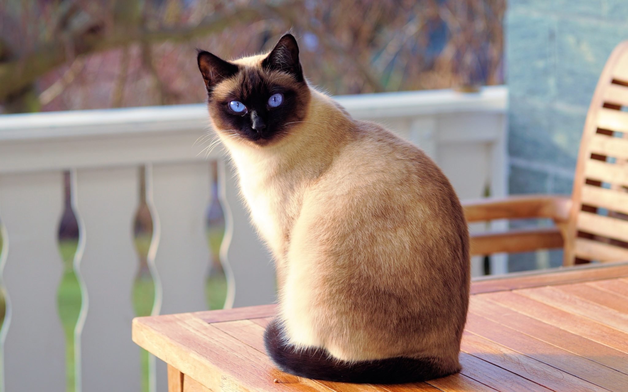 Siamese