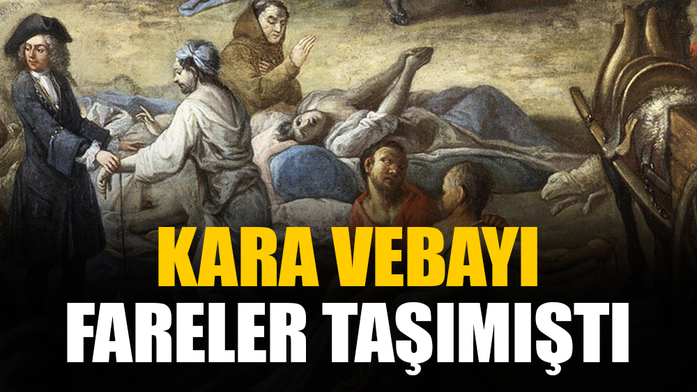 Kara veba salgını Orta Asya’dan dünyaya farelerle taşınmıştı! Bilim insanlarına göre vebanın izleri günümüzde görülüyor!