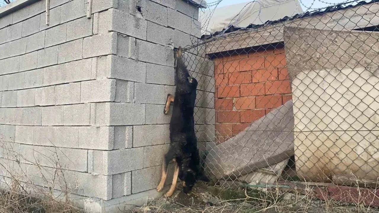 Ankara Mamak Kopekler Asili Halde Barinakta Olu Bulundu