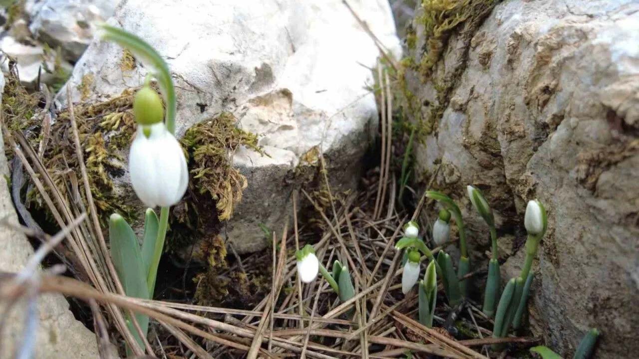 Kardelen Cicegi Koparmanin Cezasi Manisa 01