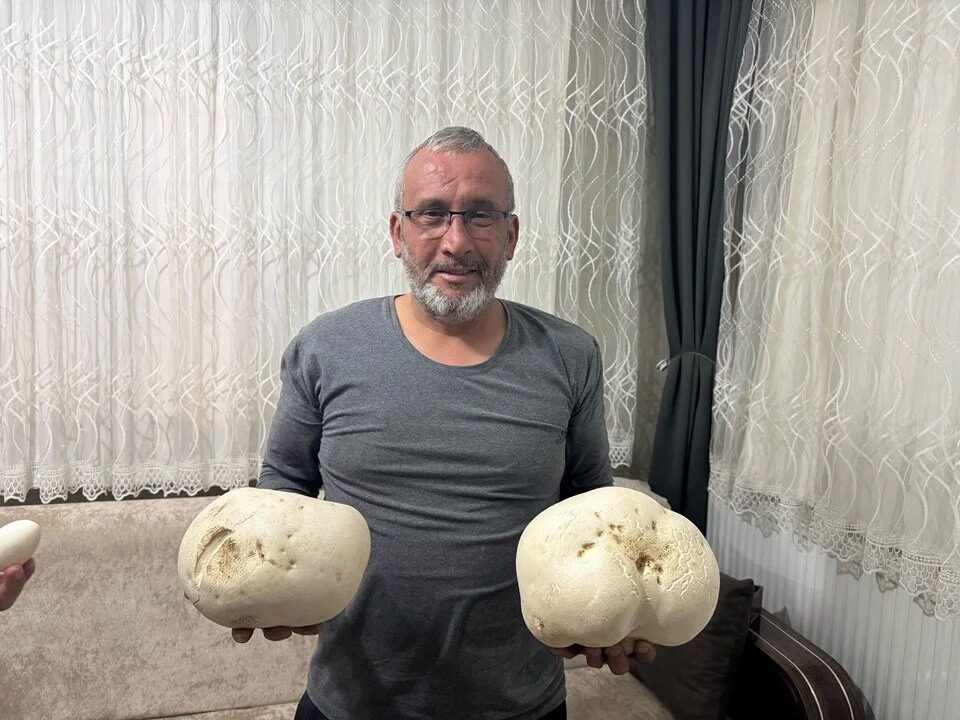 Isparta Dev Mantarlar